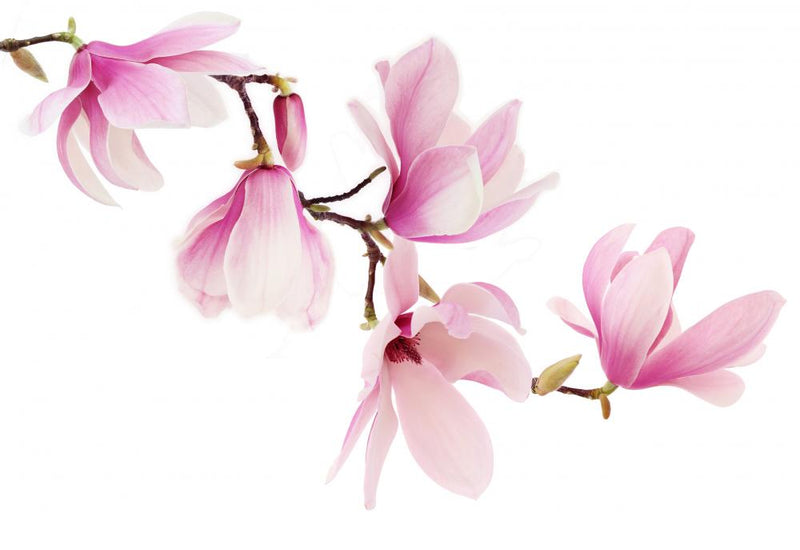 Magnolia Blossoms inner beauty, Albuquerque, New Mexico - USA Stock Photo -  Alamy