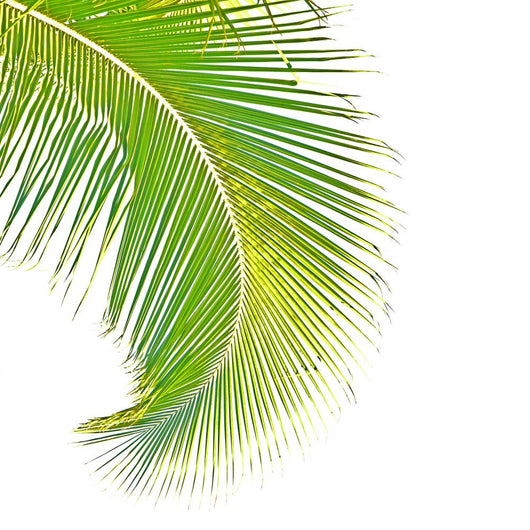 Coconut Palm Wall Decal – Wallmonkeys