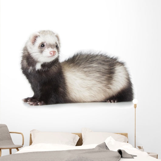 Ferret shops furniture