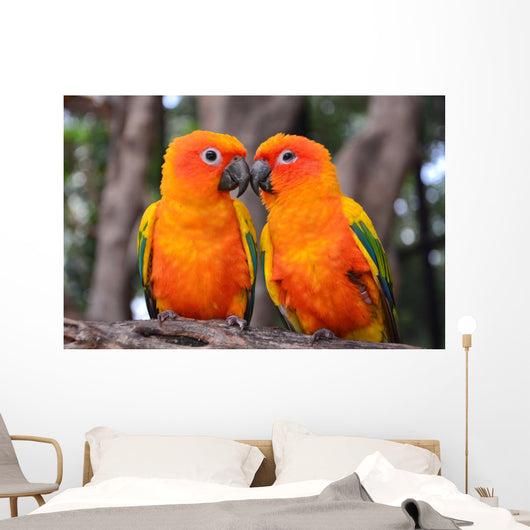orange parrot bird