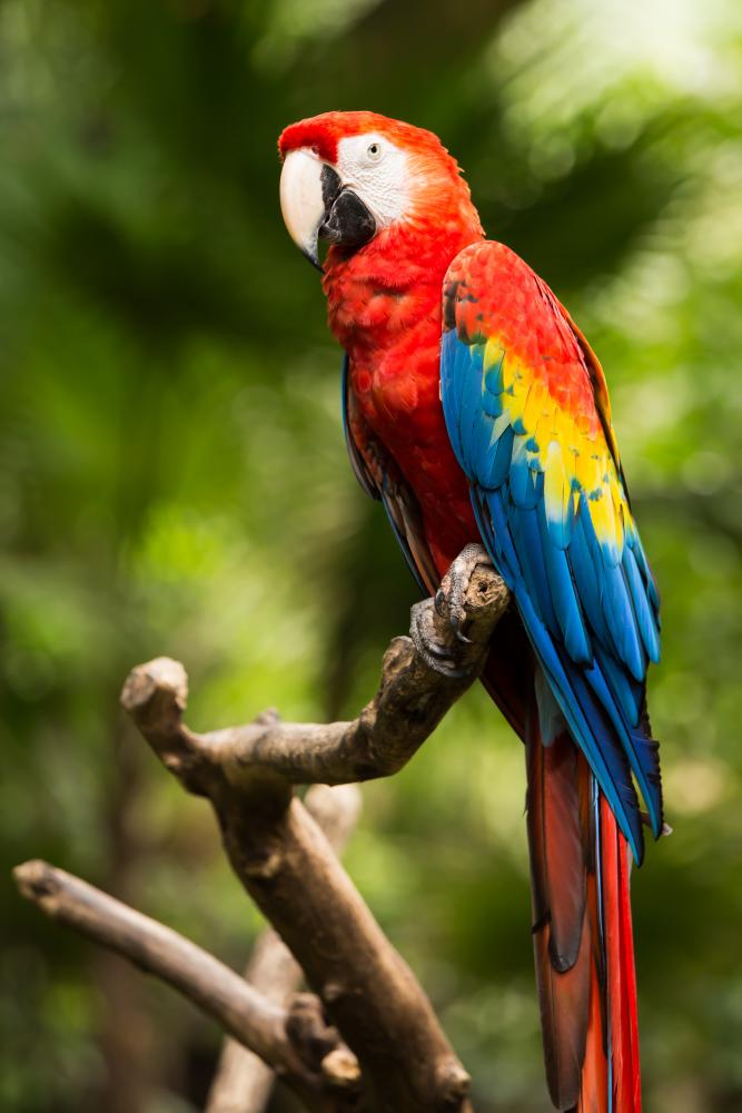 red macaw parrots