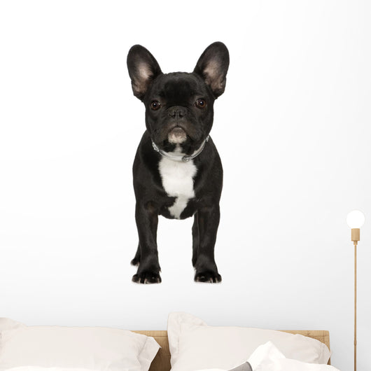 Lazy French Bulldog - DECAL AND ACRYLIC SHAPE #DA0254 – BAM Blanks and More