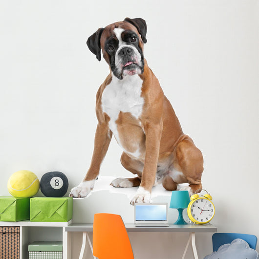 Boxer Dog Front White