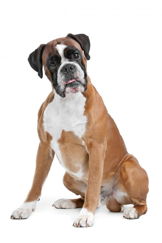 Boxer Dog Front White