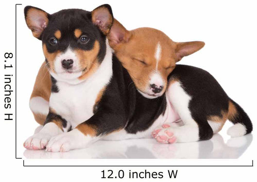 Basenji fashion puppies for price