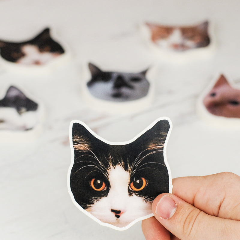 The Cat The Man Behind The Sticker - The Cat The Man Behind The