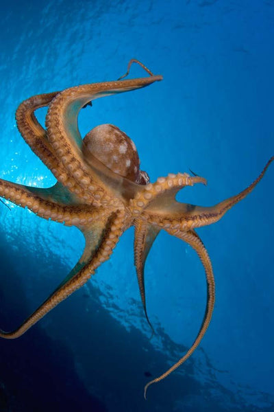 Big Octopus Tentacle Wall Decal
